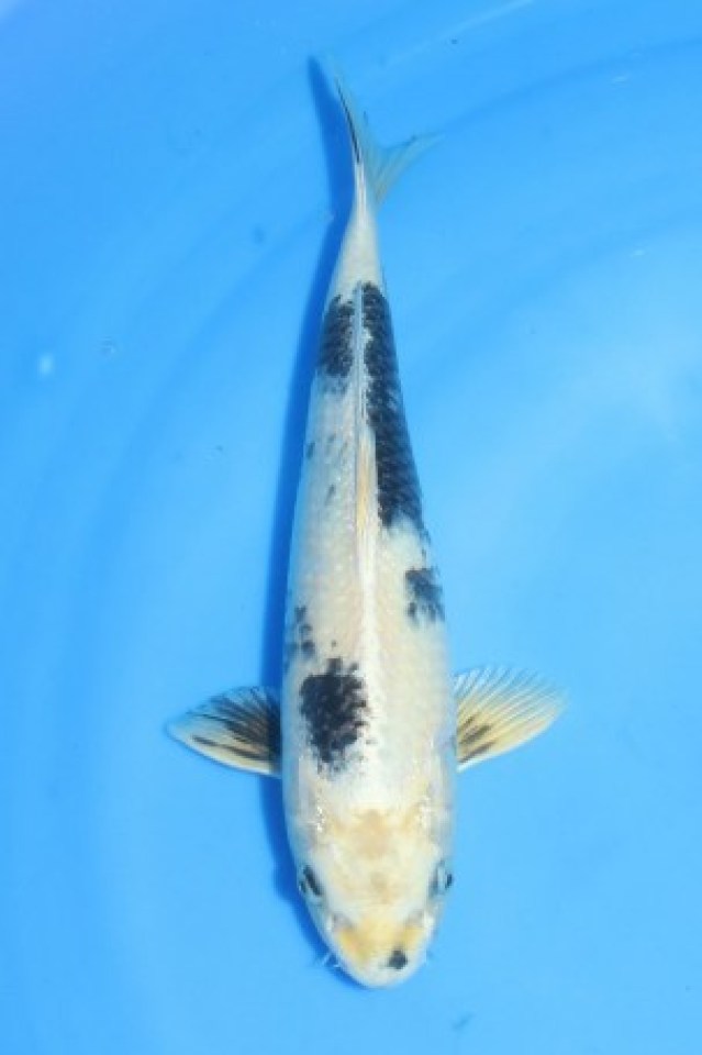 kat-Kin Shiro Utsuri